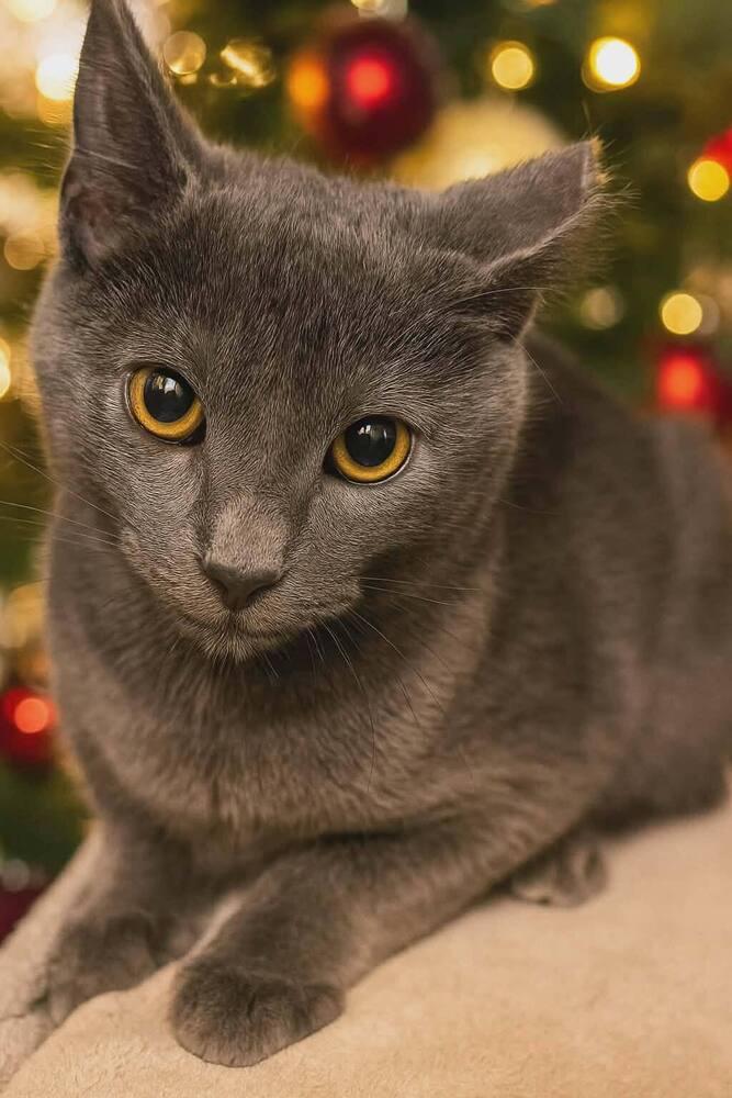 Enlarge Tostada, a Adoptable Domestic Short Hair in New Baltimore, MI image 1/1