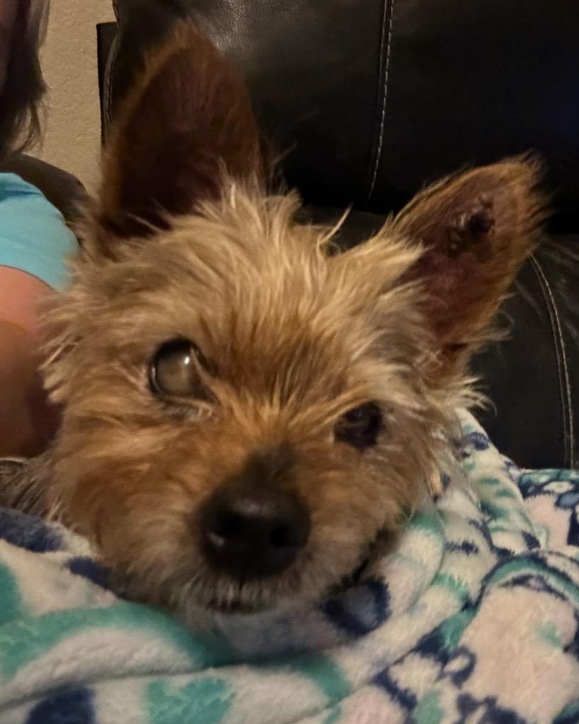 Sir Russ, a Adoptable Yorkshire Terrier in Bryan, TX image 1/6