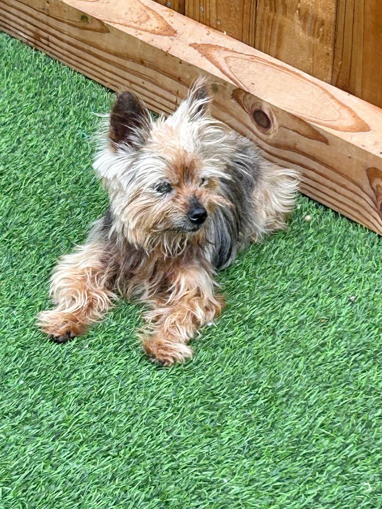 Sir Russ, Adoptable, Senior Male Yorkshire Terrier.