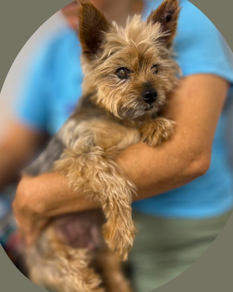 Sir Russ, a Adoptable Yorkshire Terrier in Bryan, TX image 3/6