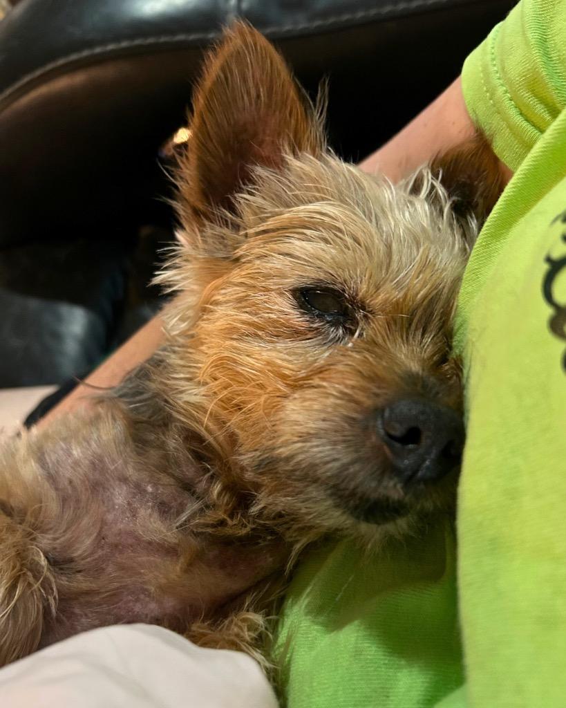 Sir Russ, a Adoptable Yorkshire Terrier in Bryan, TX image 4/6