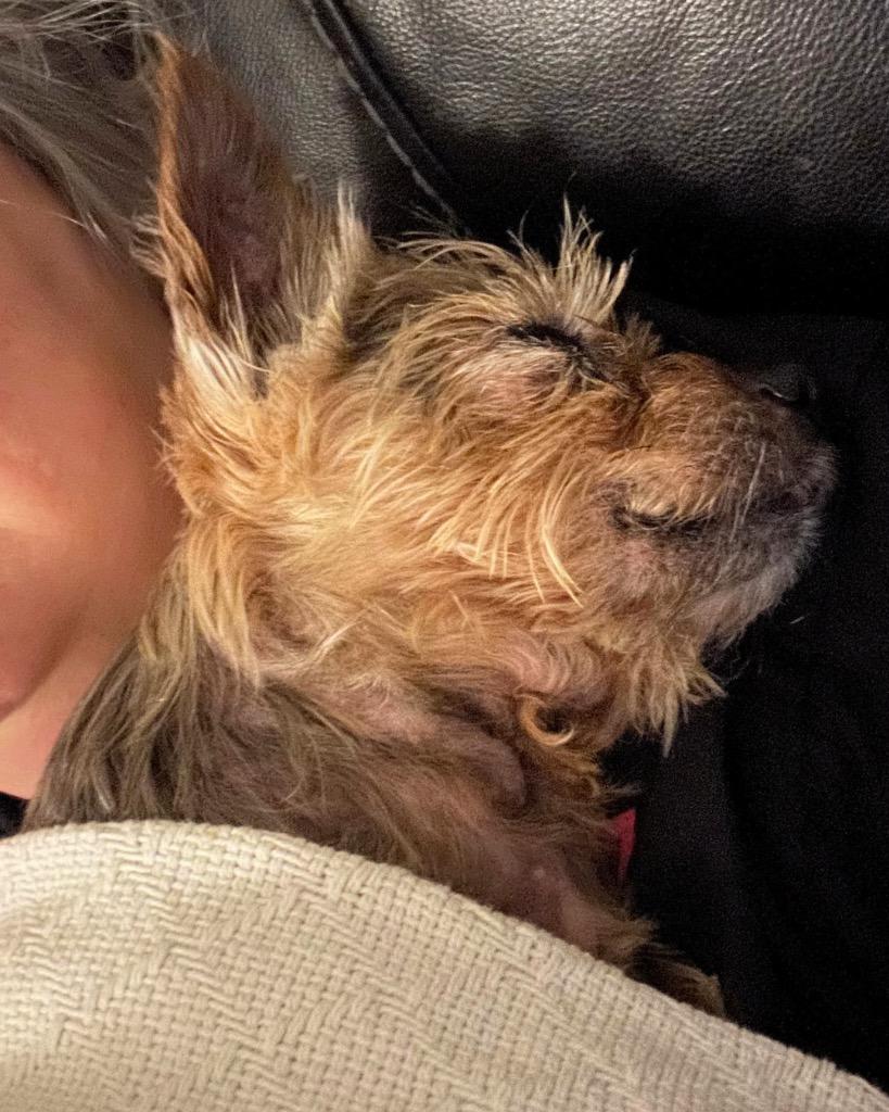 Sir Russ, a Adoptable Yorkshire Terrier in Bryan, TX image 5/6
