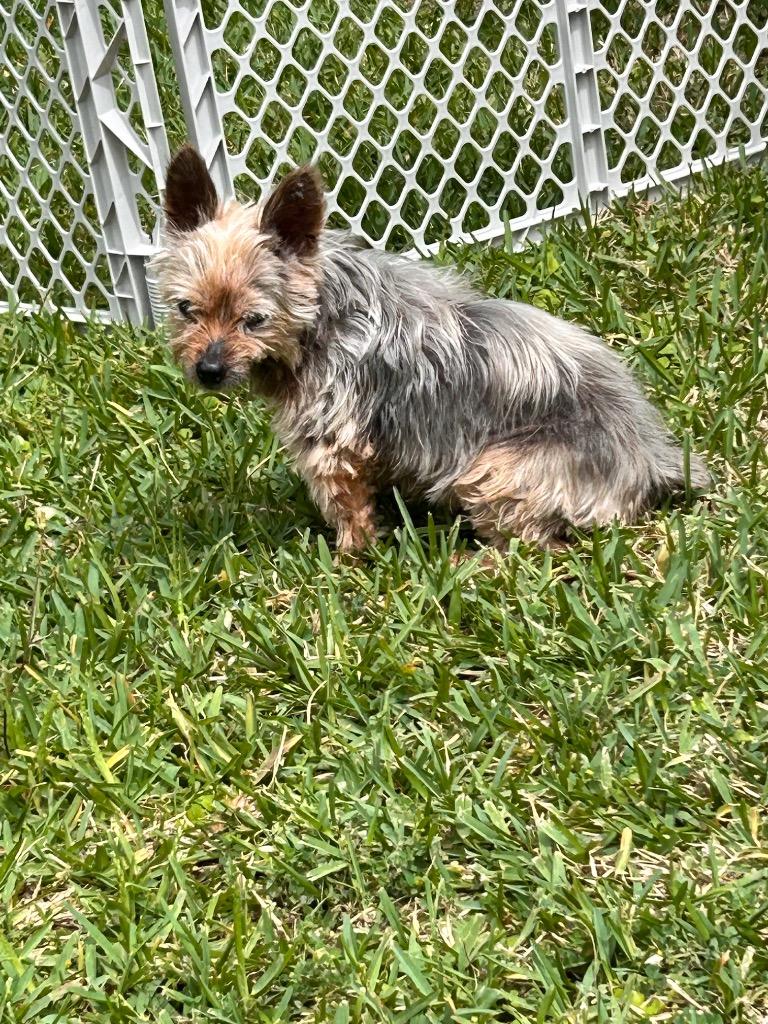 Sir Russ, a Adoptable Yorkshire Terrier in Bryan, TX image 6/6