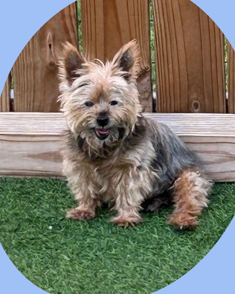 Enlarge Sir Russ, a Adoptable Yorkshire Terrier in Bryan, TX image 6/6