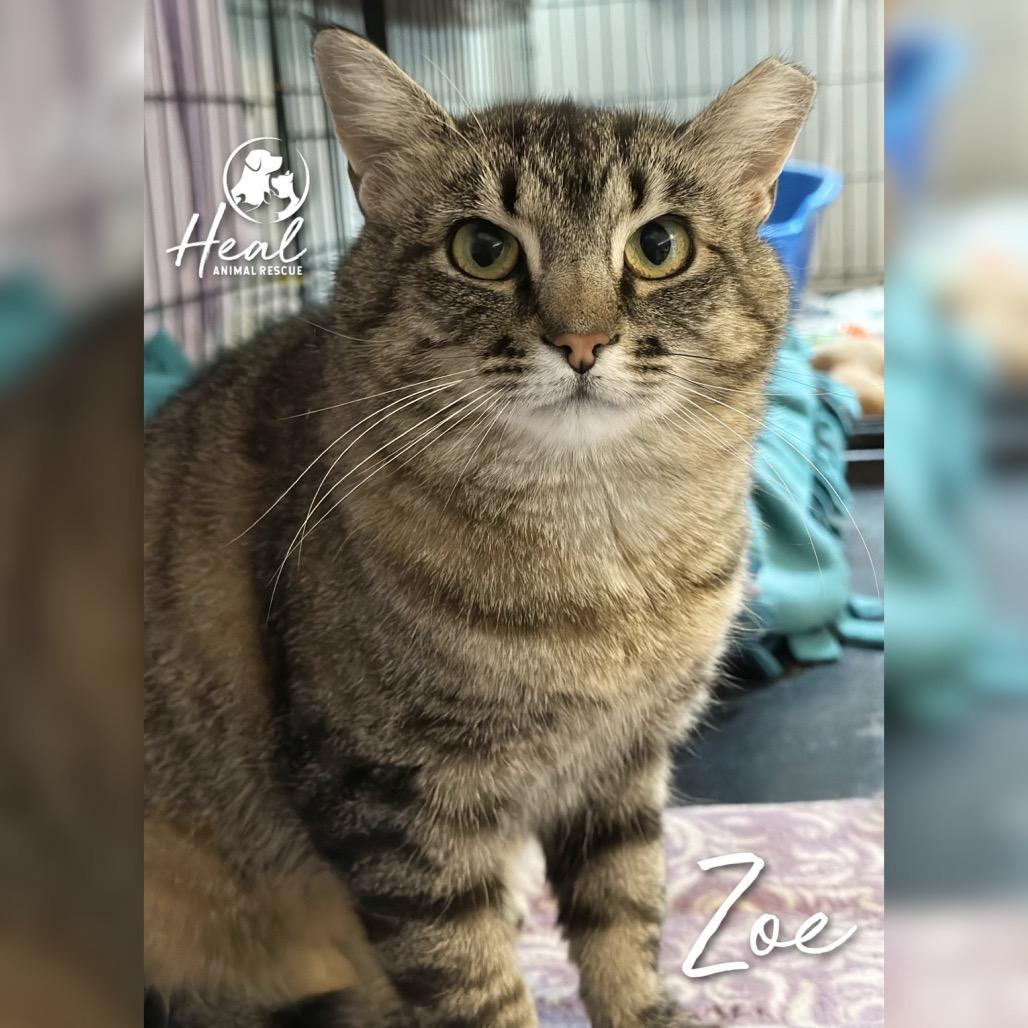 Zoe, Adoptable, Adult Female American Shorthair.