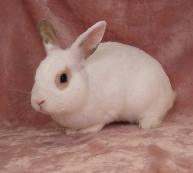 KIWI, Adoptable, Young Male Bunny Rabbit.