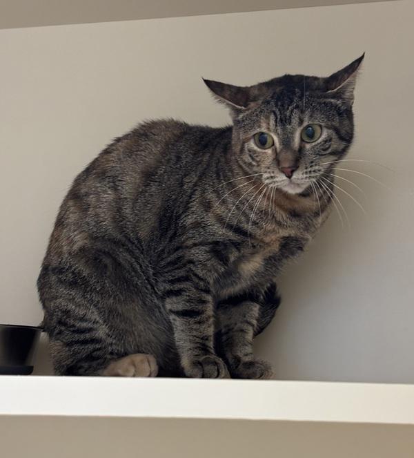 Enlarge Chevre, a Adoptable mixed breed in Silverdale, WA image 2/2