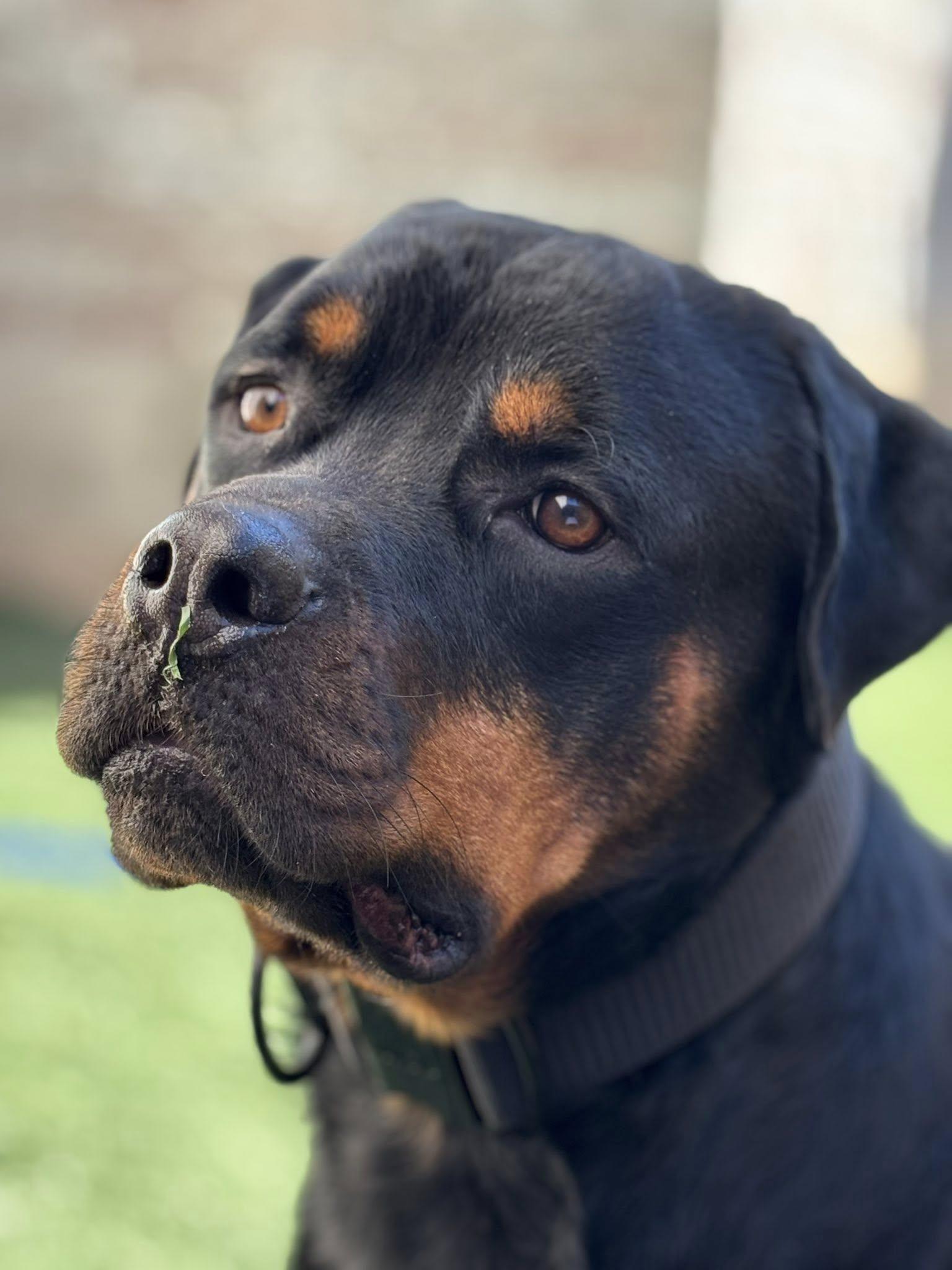 Enlarge Rocco, a Adoptable Rottweiler in Pflugerville, TX image 4/5