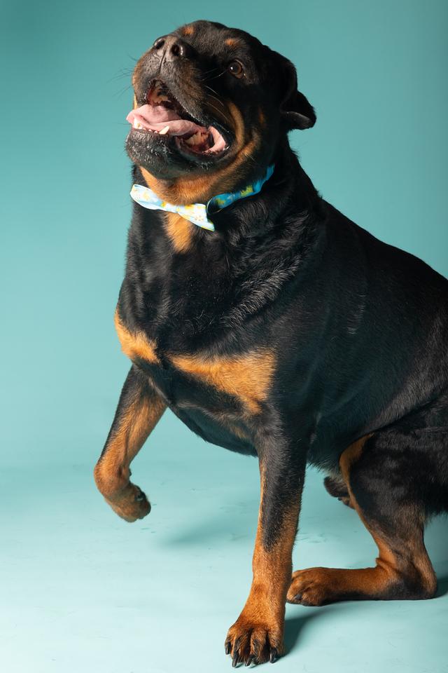 Enlarge Rocco, a Adoptable Rottweiler in Pflugerville, TX image 2/5