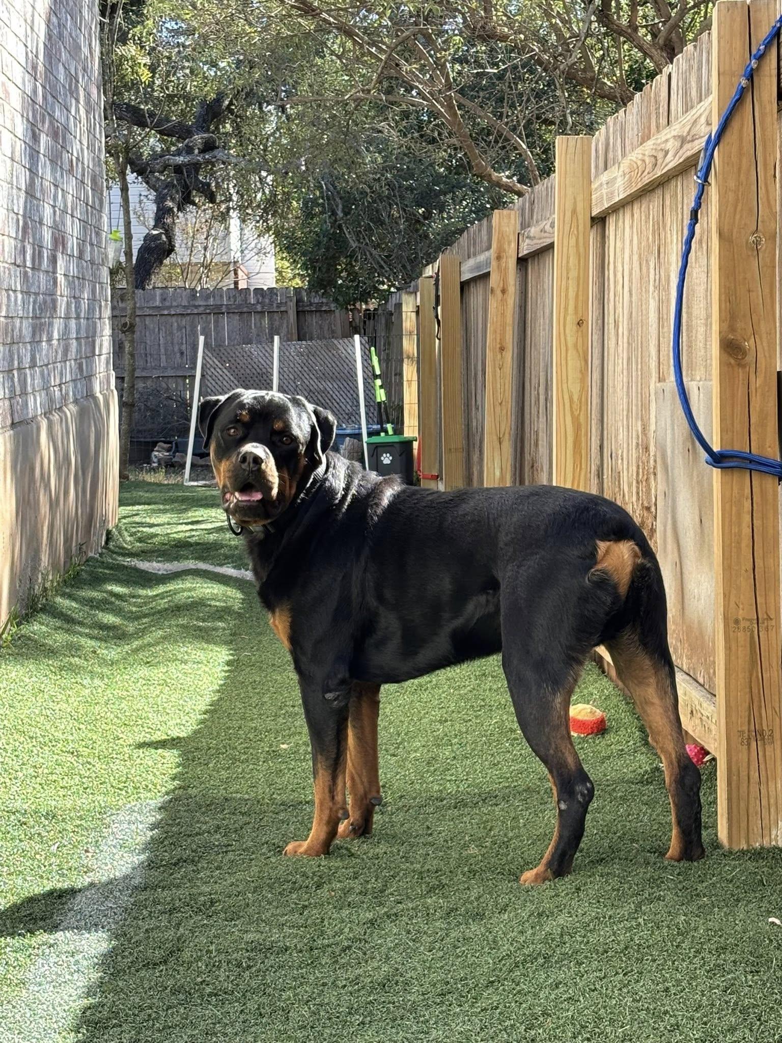 Enlarge Rocco, a Adoptable Rottweiler in Pflugerville, TX image 5/5