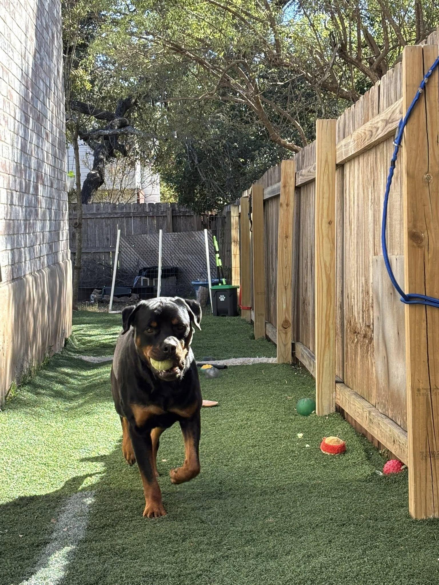 Enlarge Rocco, a Adoptable Rottweiler in Pflugerville, TX image 3/5