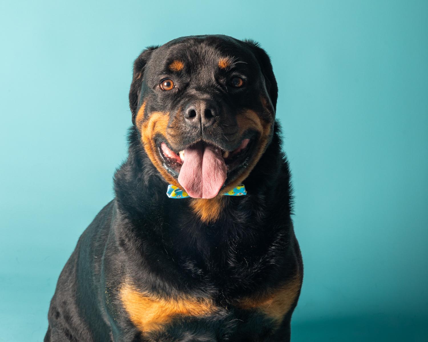 Rocco, Adoptable, Adult Male Rottweiler.
