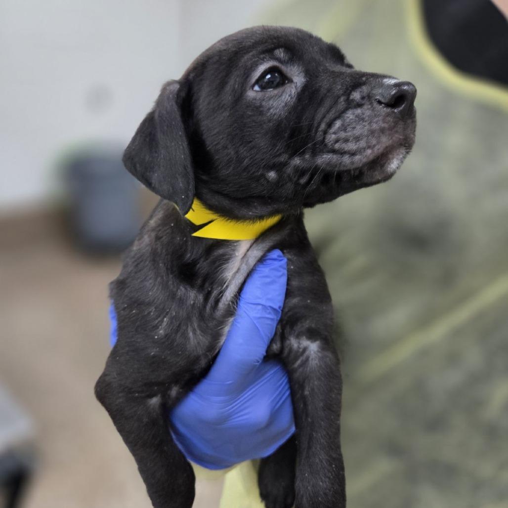 Zeniba, Adoptable, Puppy Female Retriever & Pit Bull Terrier.