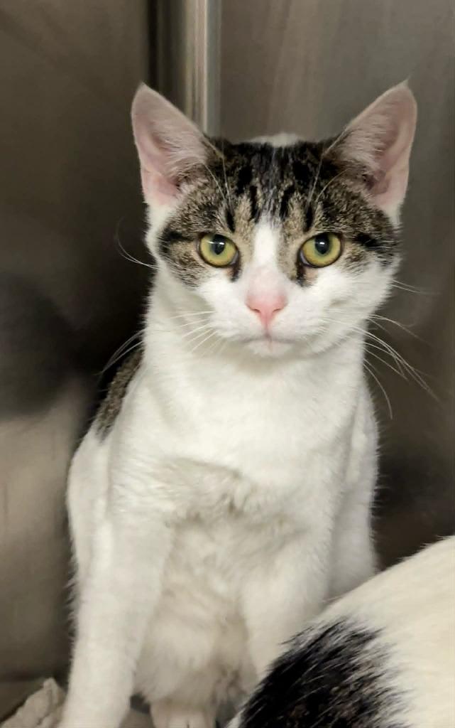 Enlarge Grinch, a Adoptable mixed breed in Columbia, TN image 1/1