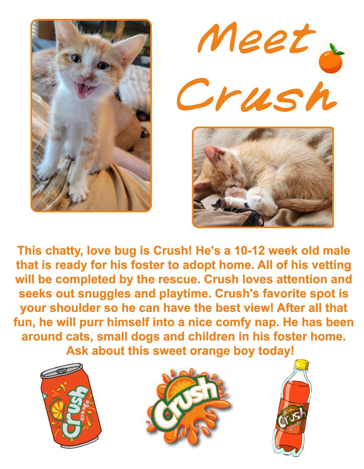 Crush, Baby Male Domestic Short Hair