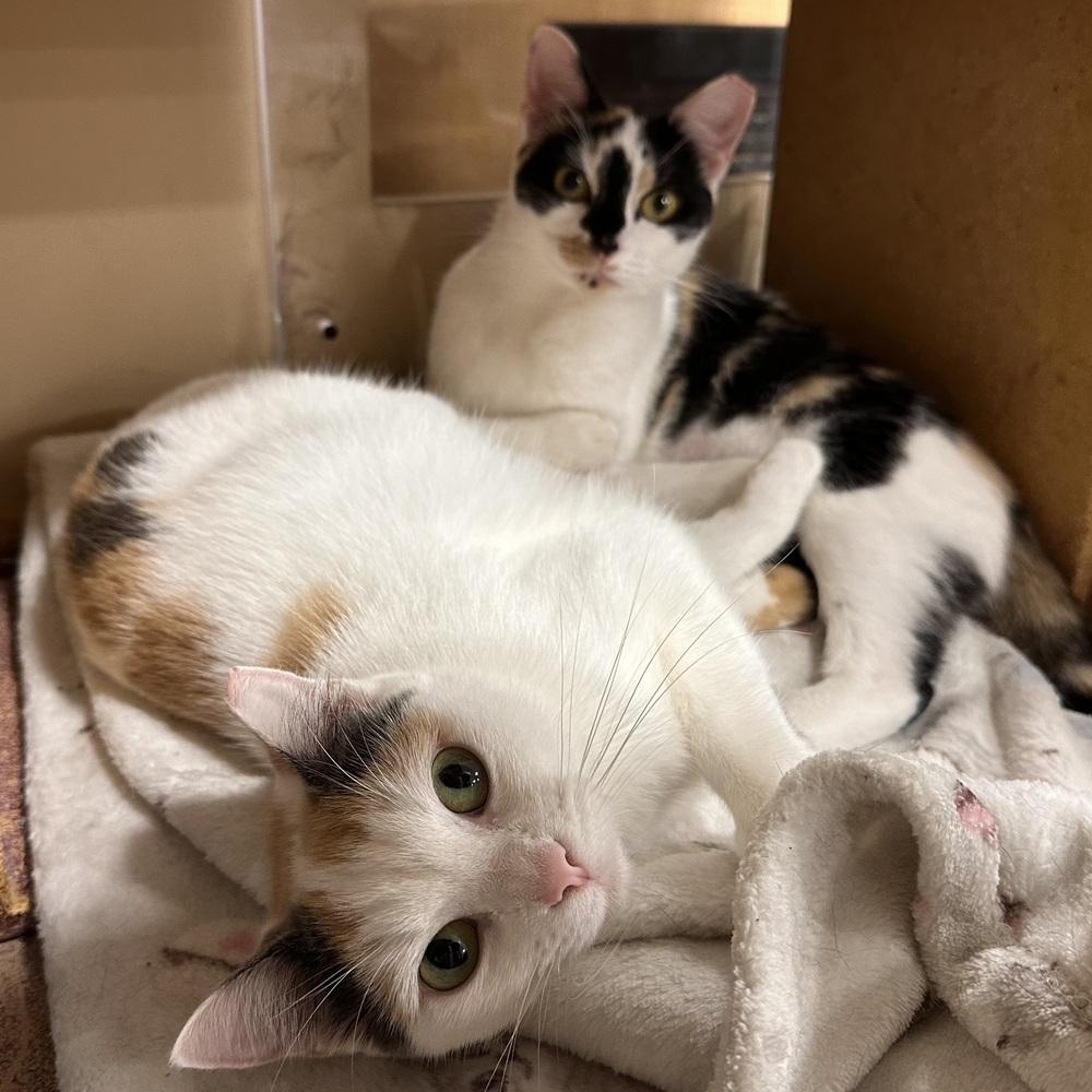 Thelma, a Adoptable Domestic Short Hair in Panama City Beach, FL image 2/4