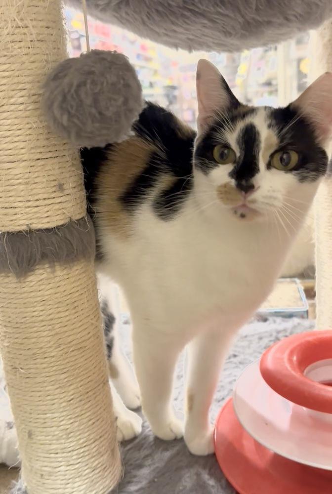 Thelma, a Adoptable Domestic Short Hair in Panama City Beach, FL image 4/4