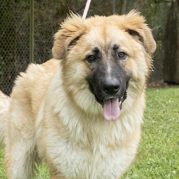 Luffy, ADOPTABLE, Adult Male Shepherd.