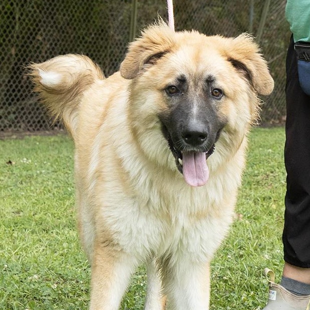 Luffy, a ADOPTABLE Shepherd in Slidell, LA image 3/3