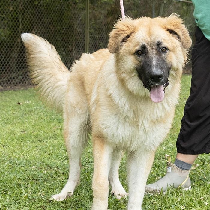 Luffy, a ADOPTABLE Shepherd in Slidell, LA image 2/3