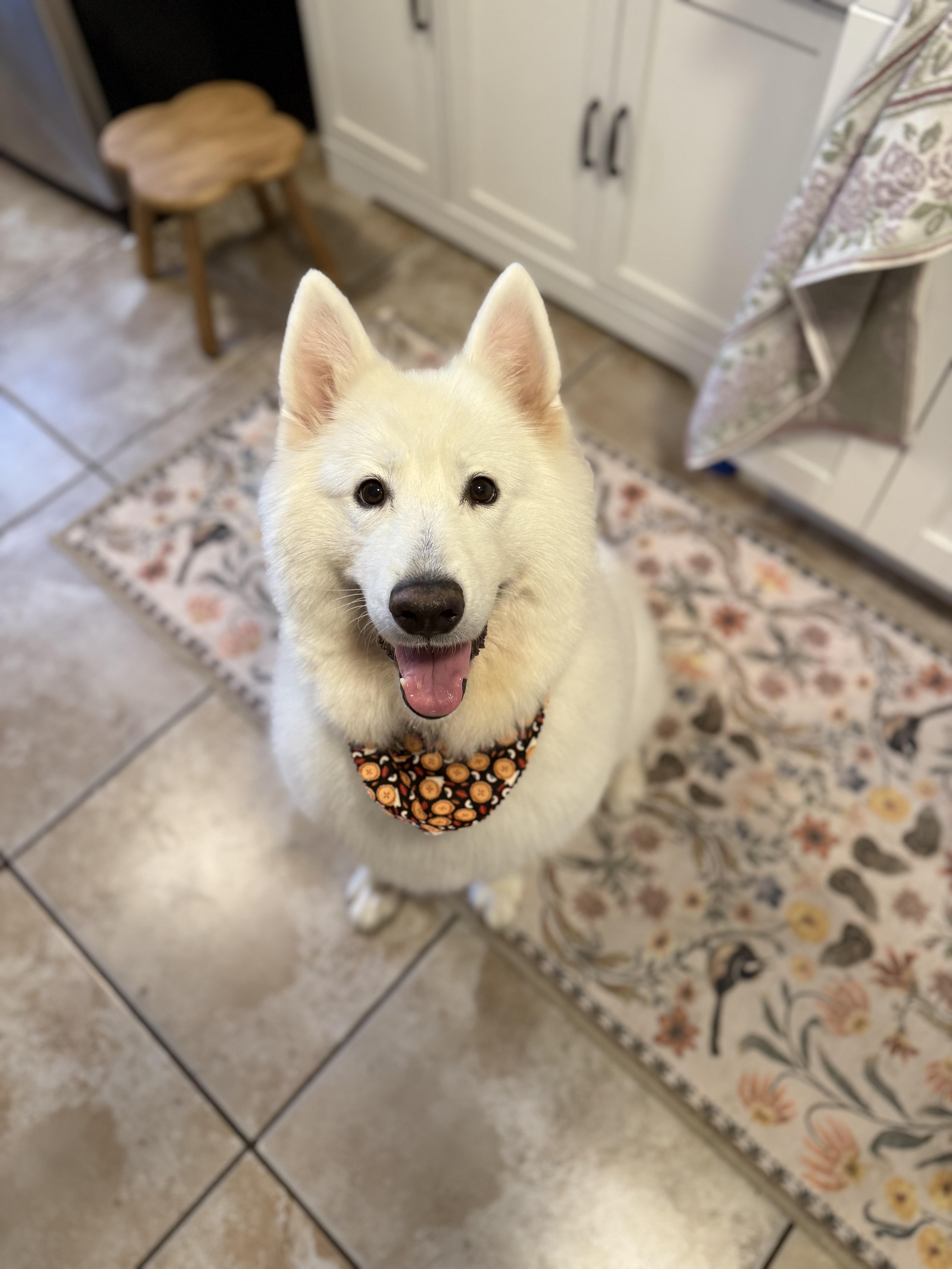 Nyla, Adoptable, Adult Female Samoyed.