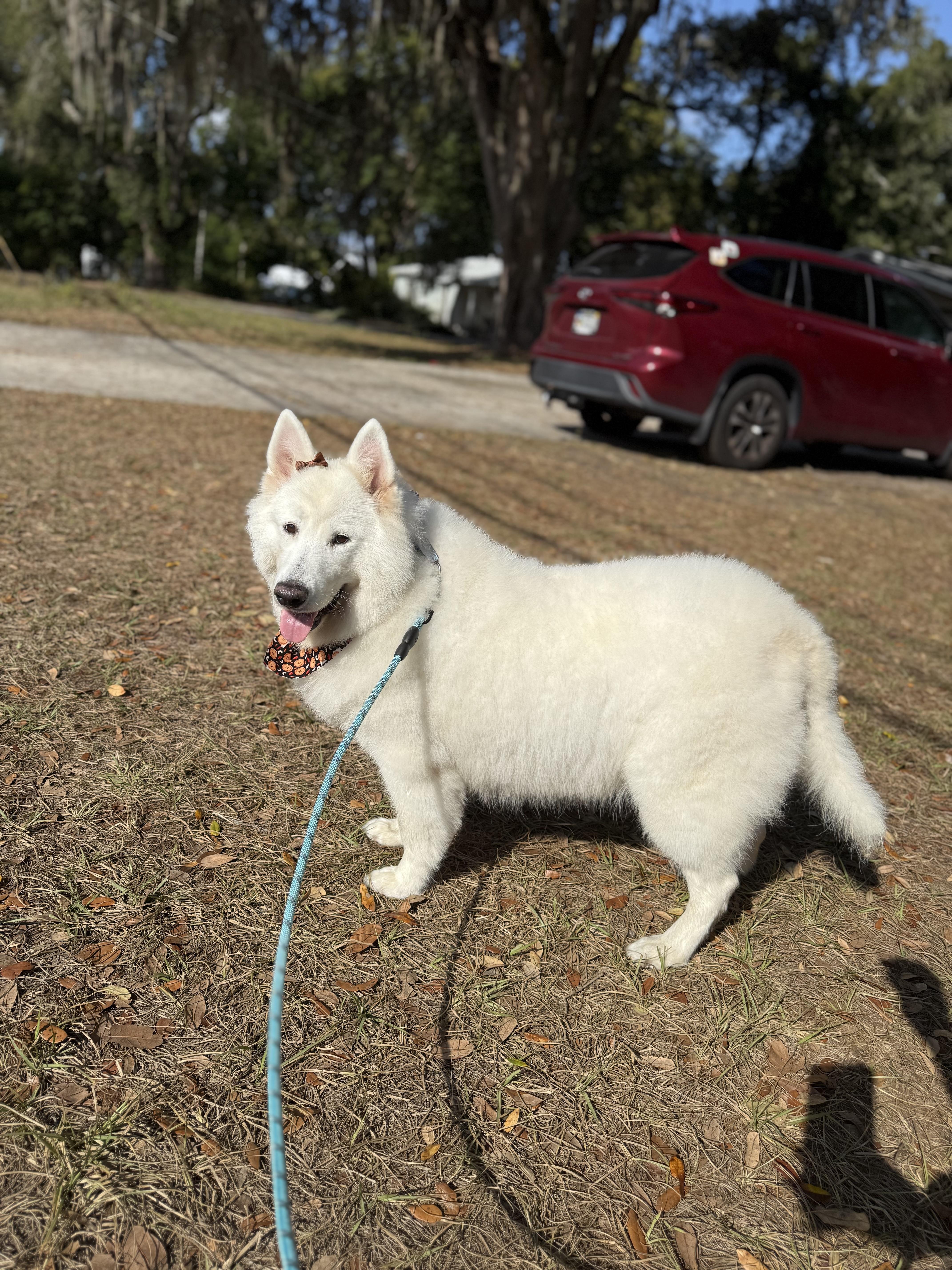 Enlarge Nyla, a Adoptable Samoyed in Tampa, FL image 2/6