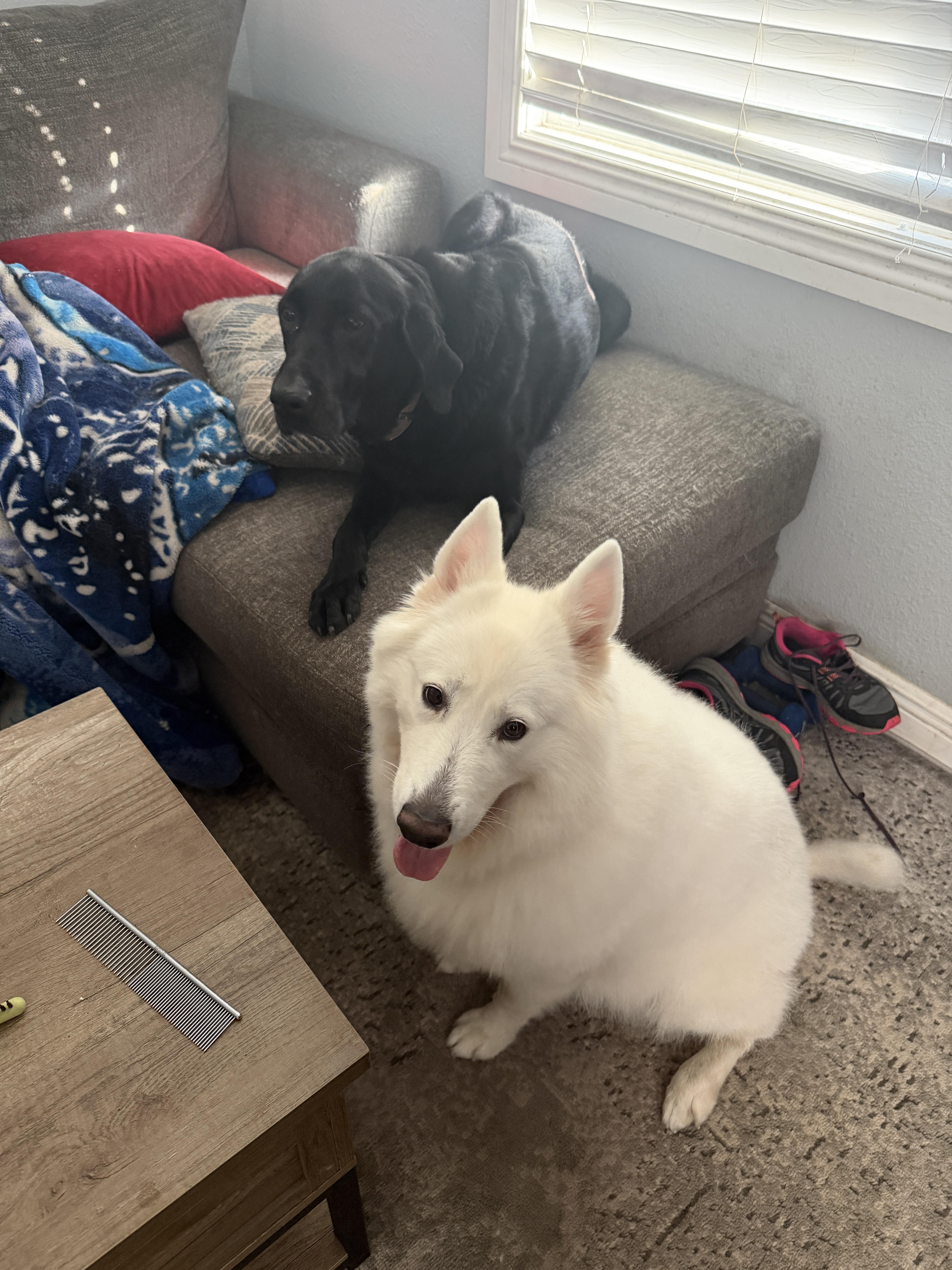 Enlarge Nyla, a Adoptable Samoyed in Tampa, FL image 3/6