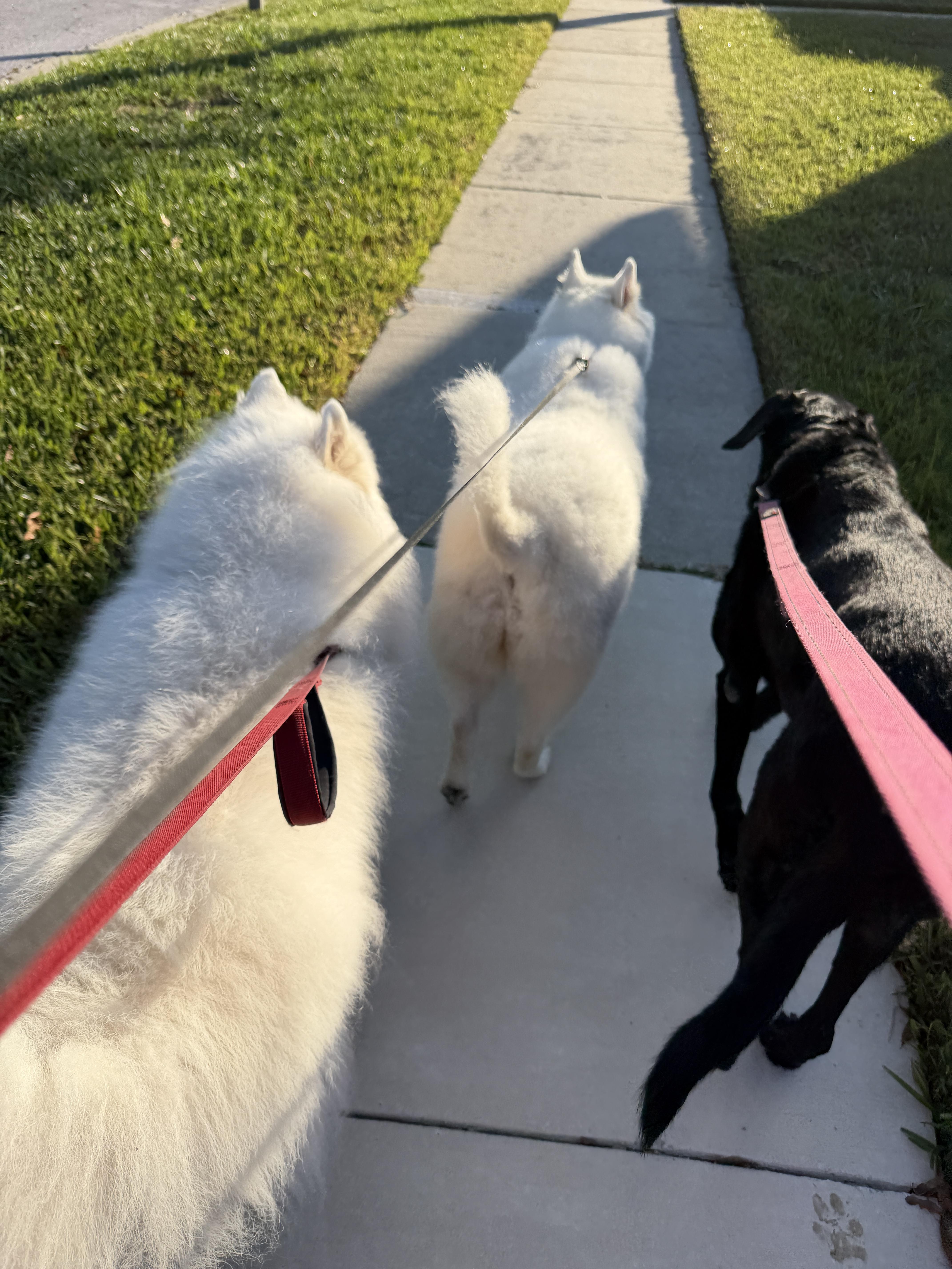 Enlarge Nyla, a Adoptable Samoyed in Tampa, FL image 4/6