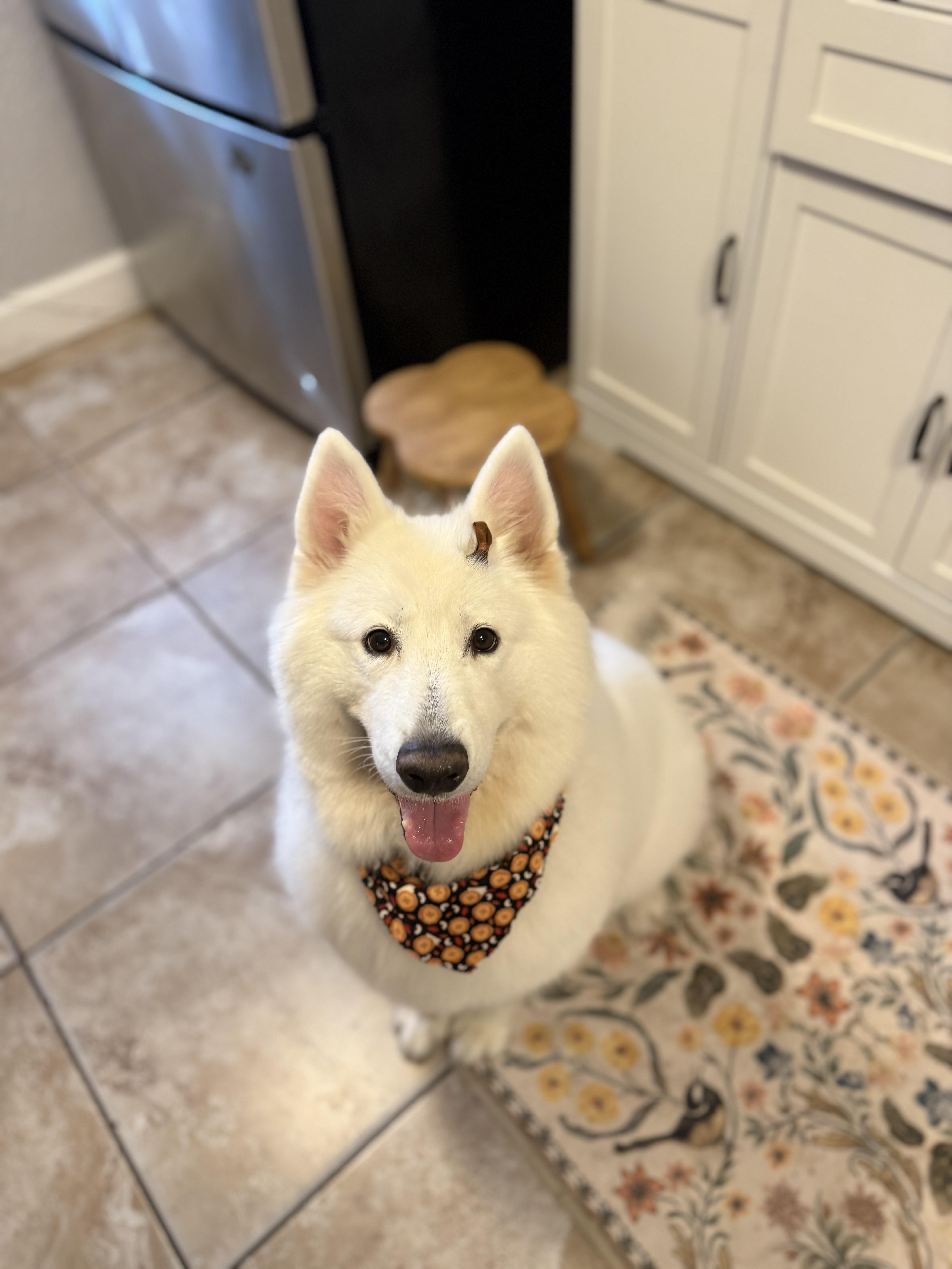Enlarge Nyla, a Adoptable Samoyed in Tampa, FL image 5/6