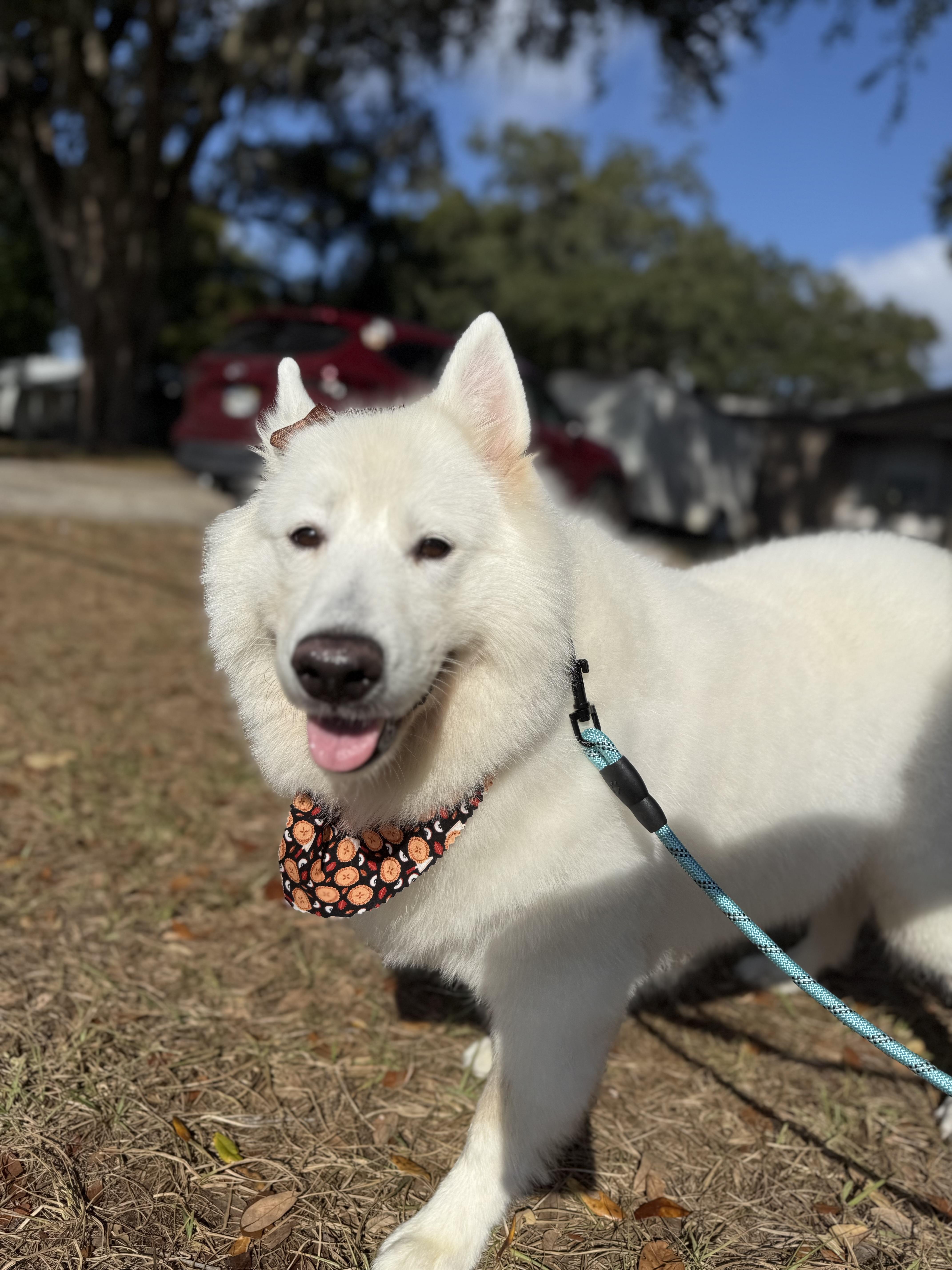 Enlarge Nyla, a Adoptable Samoyed in Tampa, FL image 6/6