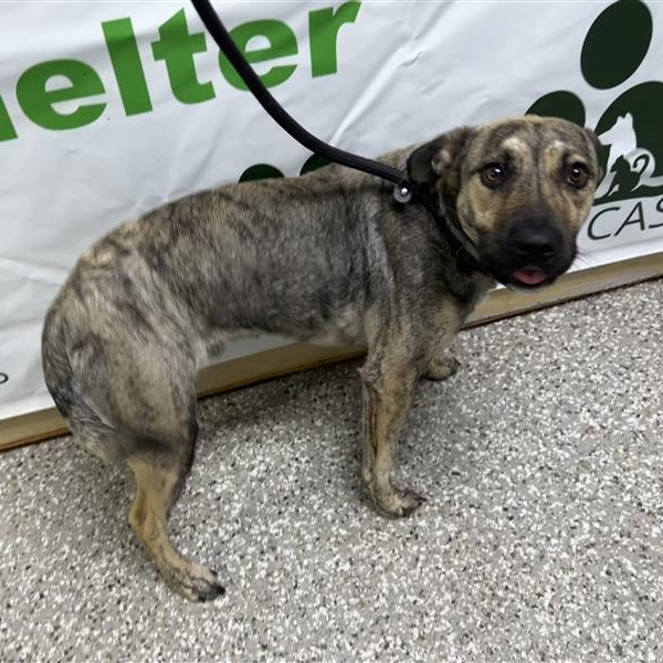 Chad, ADOPTABLE, Young Male Mixed Breed.