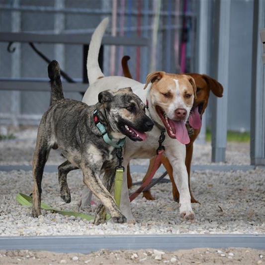 Enlarge Chad, a ADOPTABLE Mixed Breed in Defuniak Springs, FL image 2/2