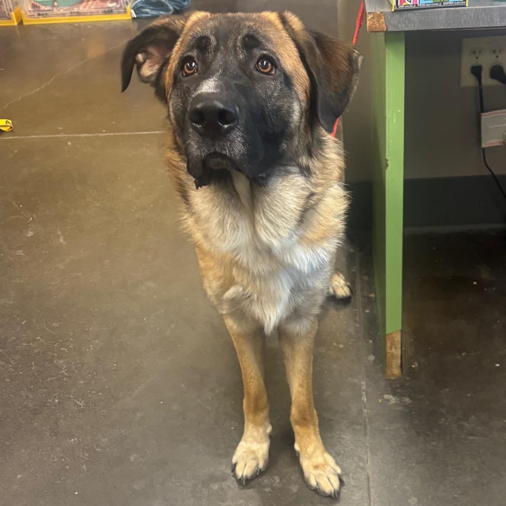 Poseidon, Adoptable, Adult Male Anatolian Shepherd.