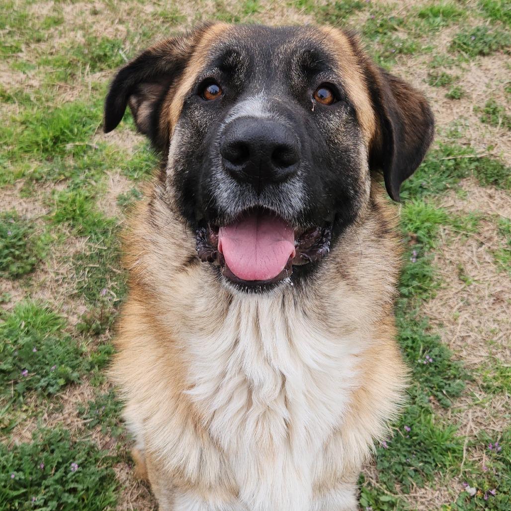 Enlarge Poseidon, a Adoptable Anatolian Shepherd in Norman, OK image 2/2