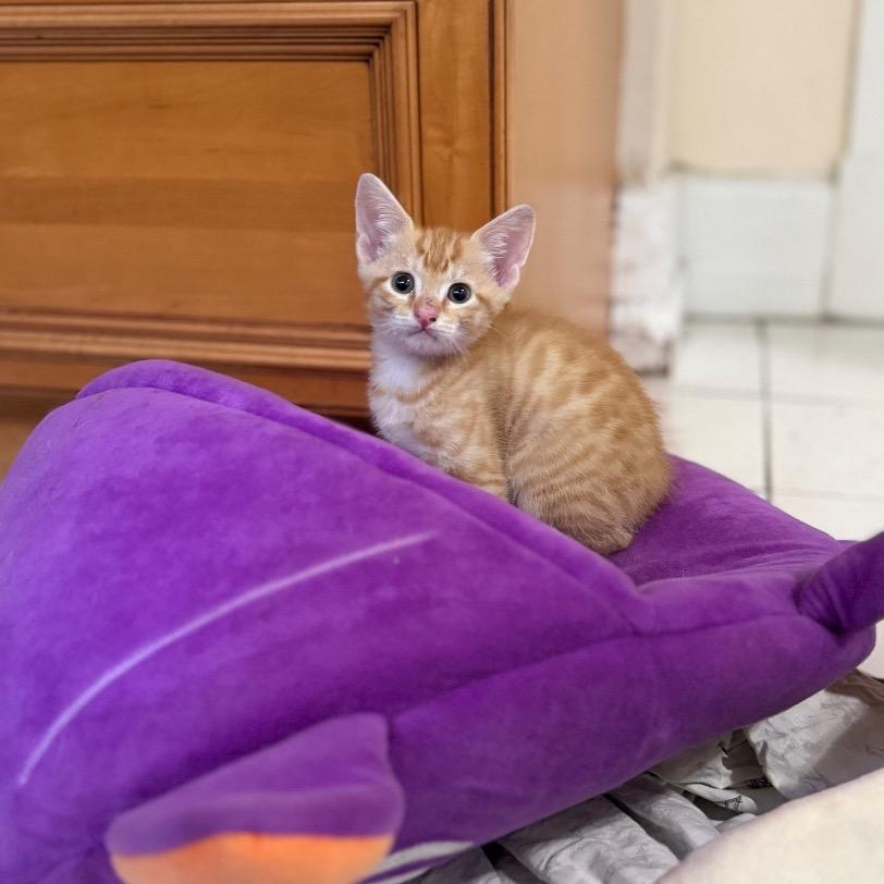 Asher Hamilton-EF, Adoptable, Kitten Male Domestic Short Hair.