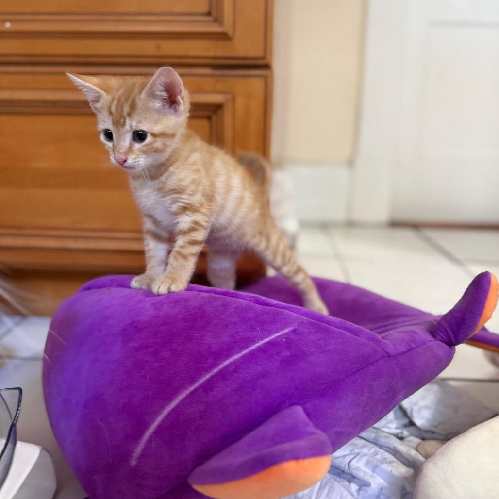 Enlarge Asher Hamilton-EF, a Adoptable Domestic Short Hair in Tallahassee, FL image 2/2