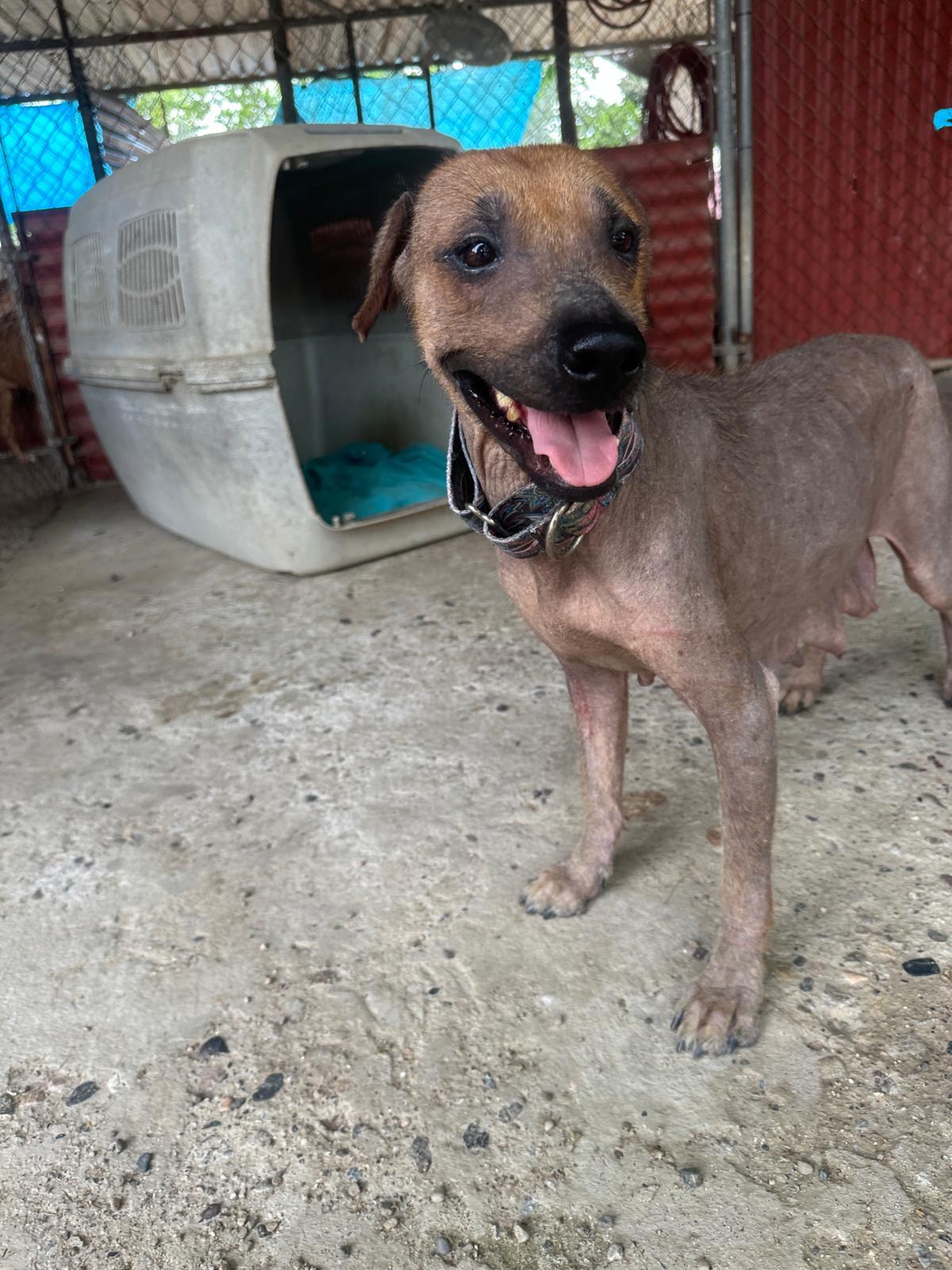 Enlarge Catrina, a Adoptable mixed breed in Los Angeles, CA image 3/5