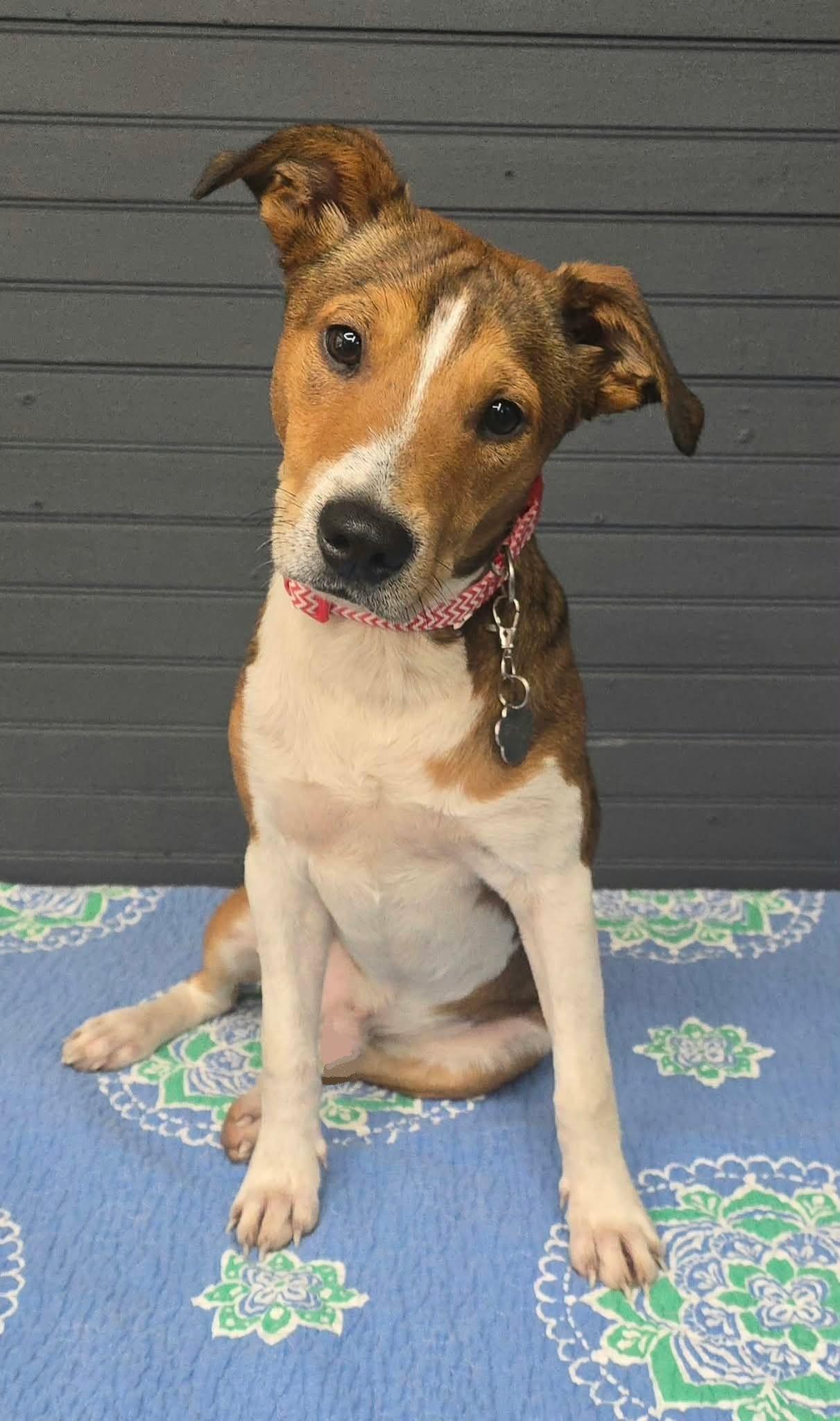 Enlarge River, a Adopted mixed breed in Newport, TN image 3/5