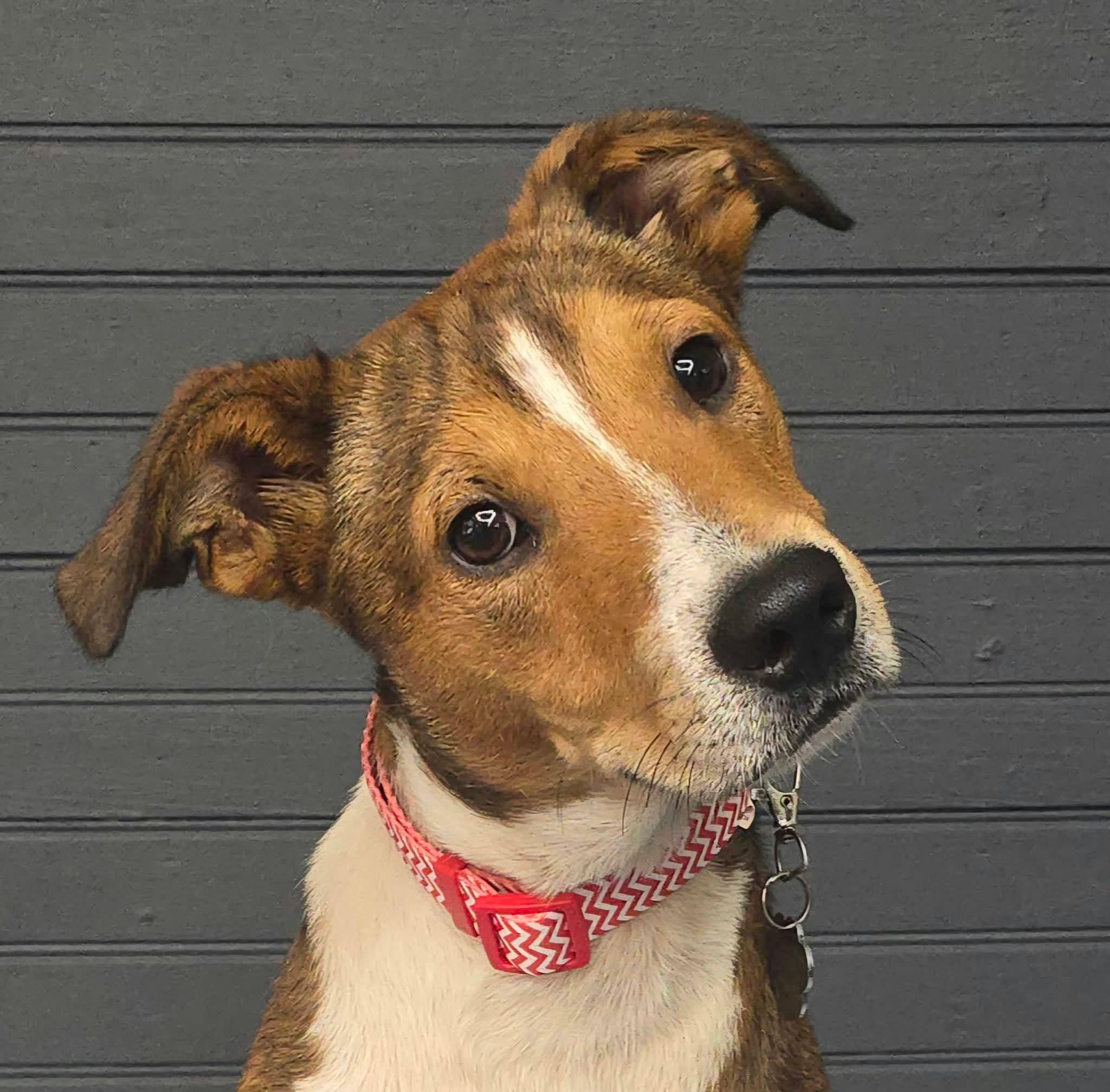 Enlarge River, a Adopted mixed breed in Newport, TN image 1/5