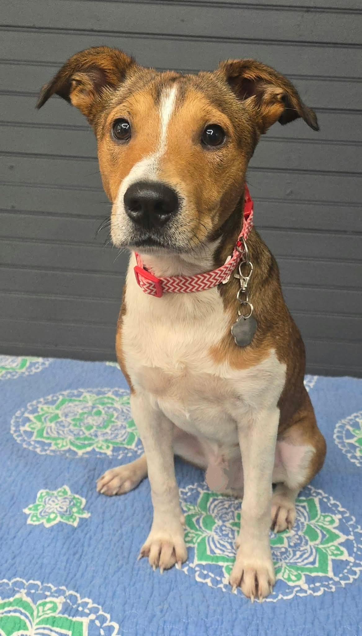 Enlarge River, a Adopted mixed breed in Newport, TN image 2/5