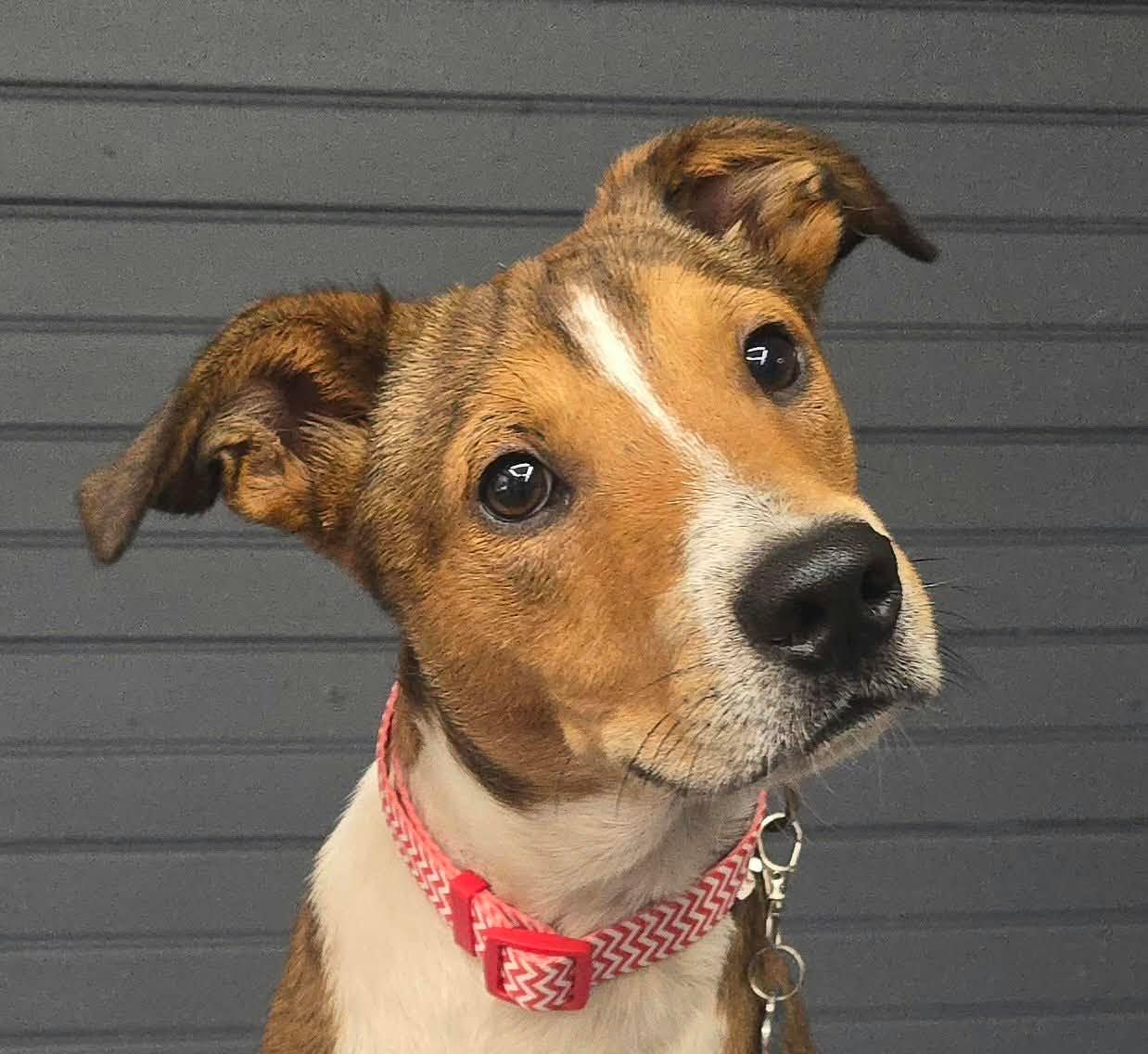 Enlarge River, a Adopted mixed breed in Newport, TN image 5/5