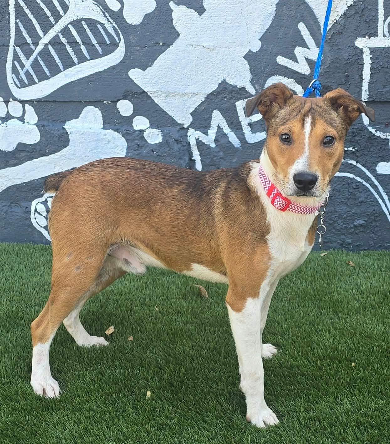 Enlarge River, a Adopted mixed breed in Newport, TN image 4/5