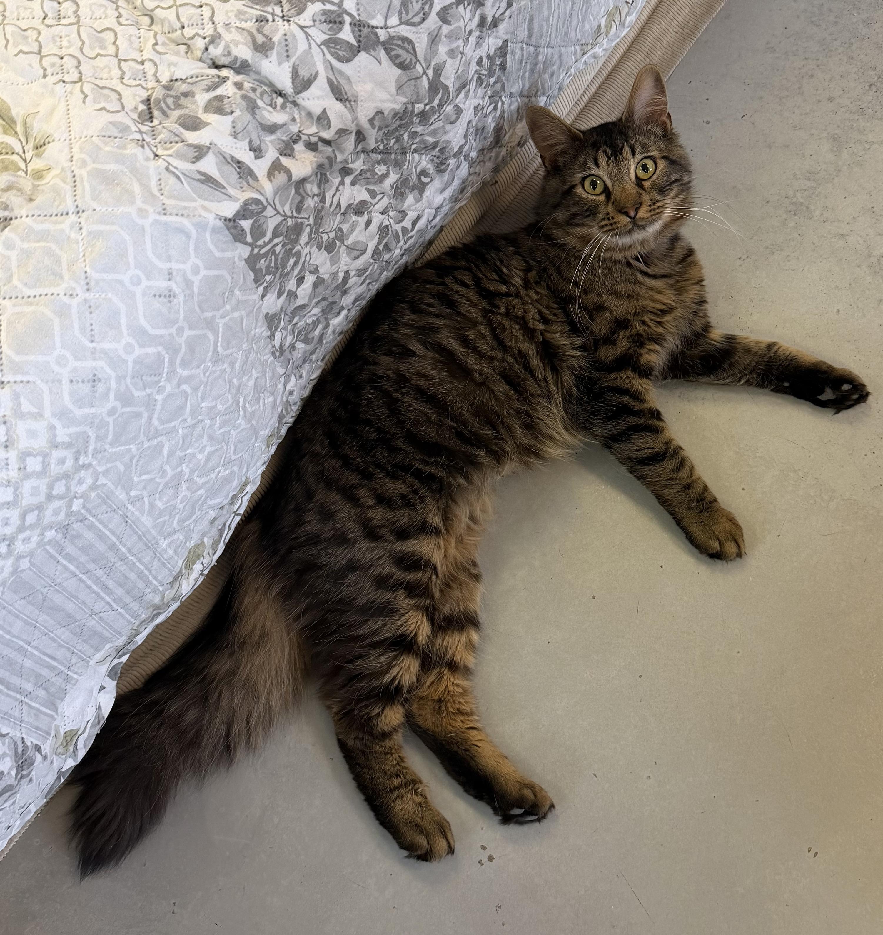 Devon, ADOPTABLE, Kitten Male Maine Coon & Domestic Long Hair.