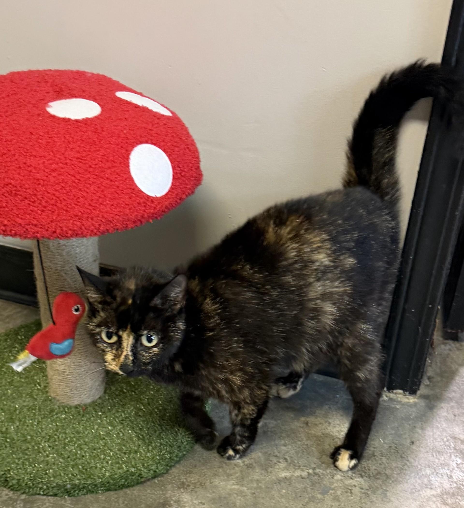 Flo Jo, ADOPTABLE, Adult Female Domestic Short Hair.
