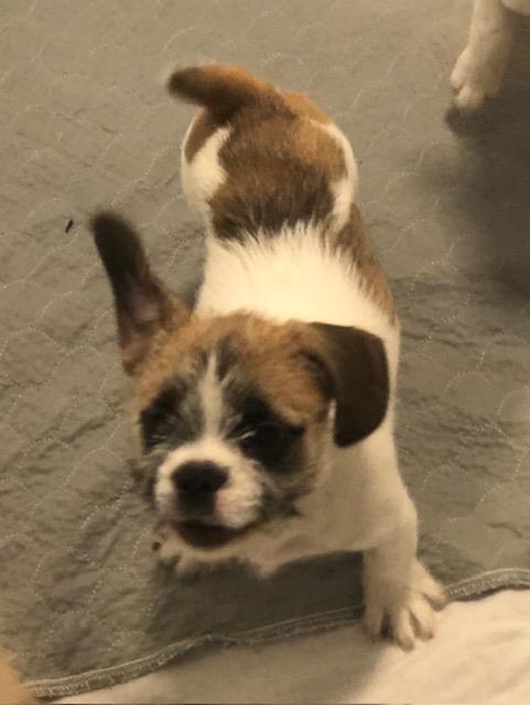 Pogi, ADOPTABLE, Puppy Male French Bulldog.