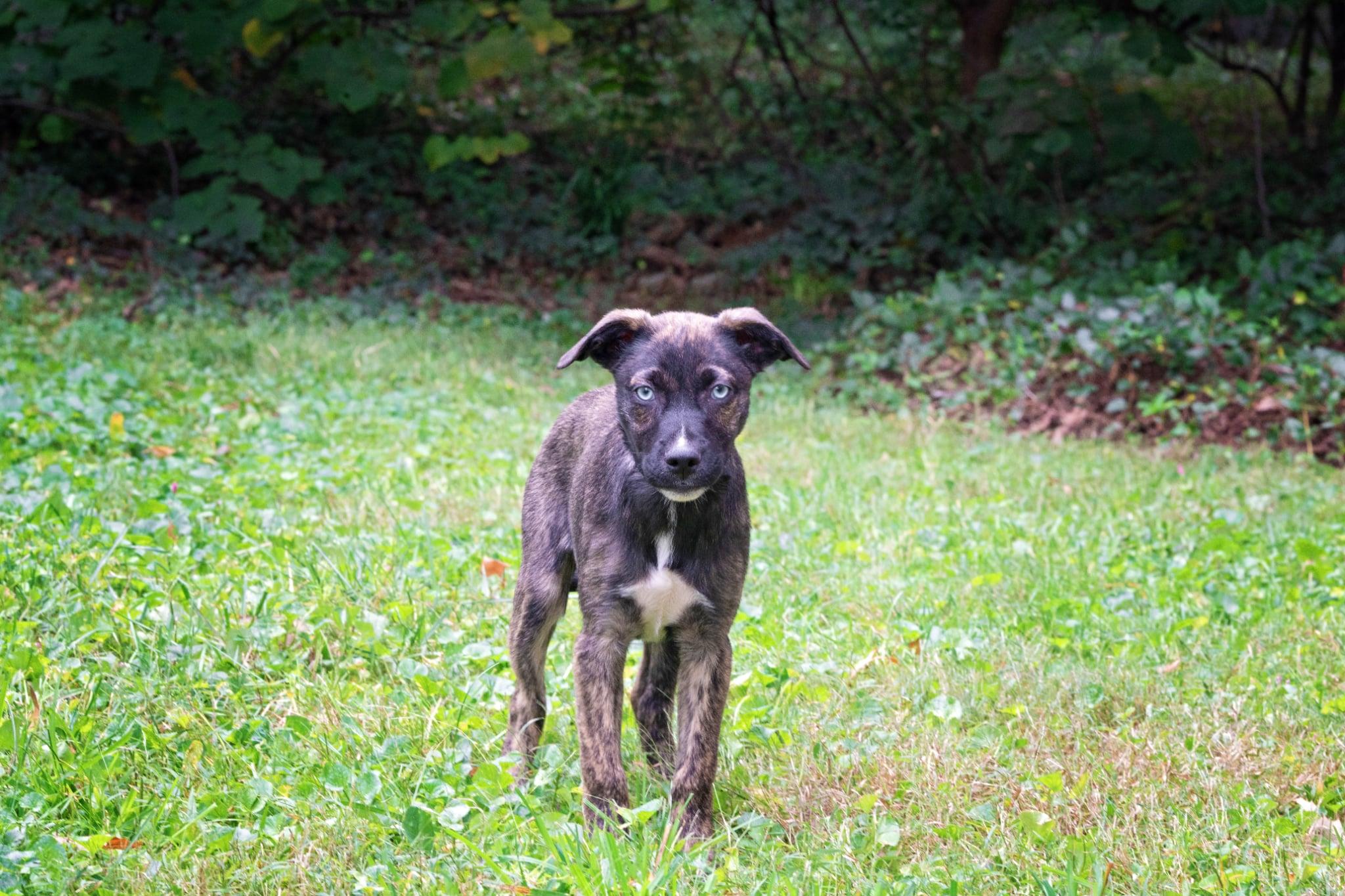 Jane Seymour, Adopted, Puppy Female Shepherd.
