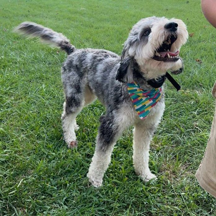 Simon, a Adoptable Aussiedoodle in Middletown , NJ image 1/2
