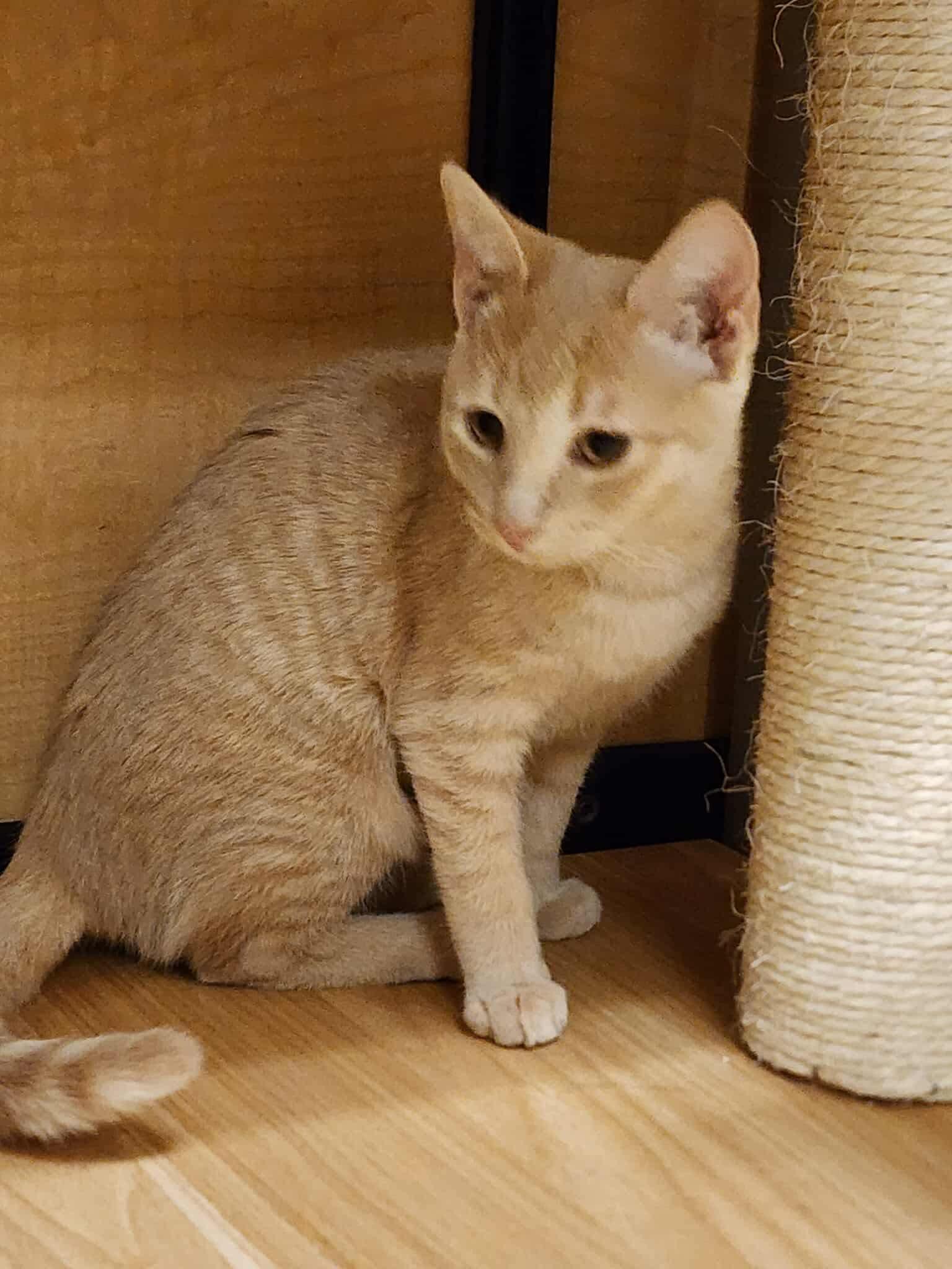 Tiger, Adopted, Kitten Male Domestic Short Hair.