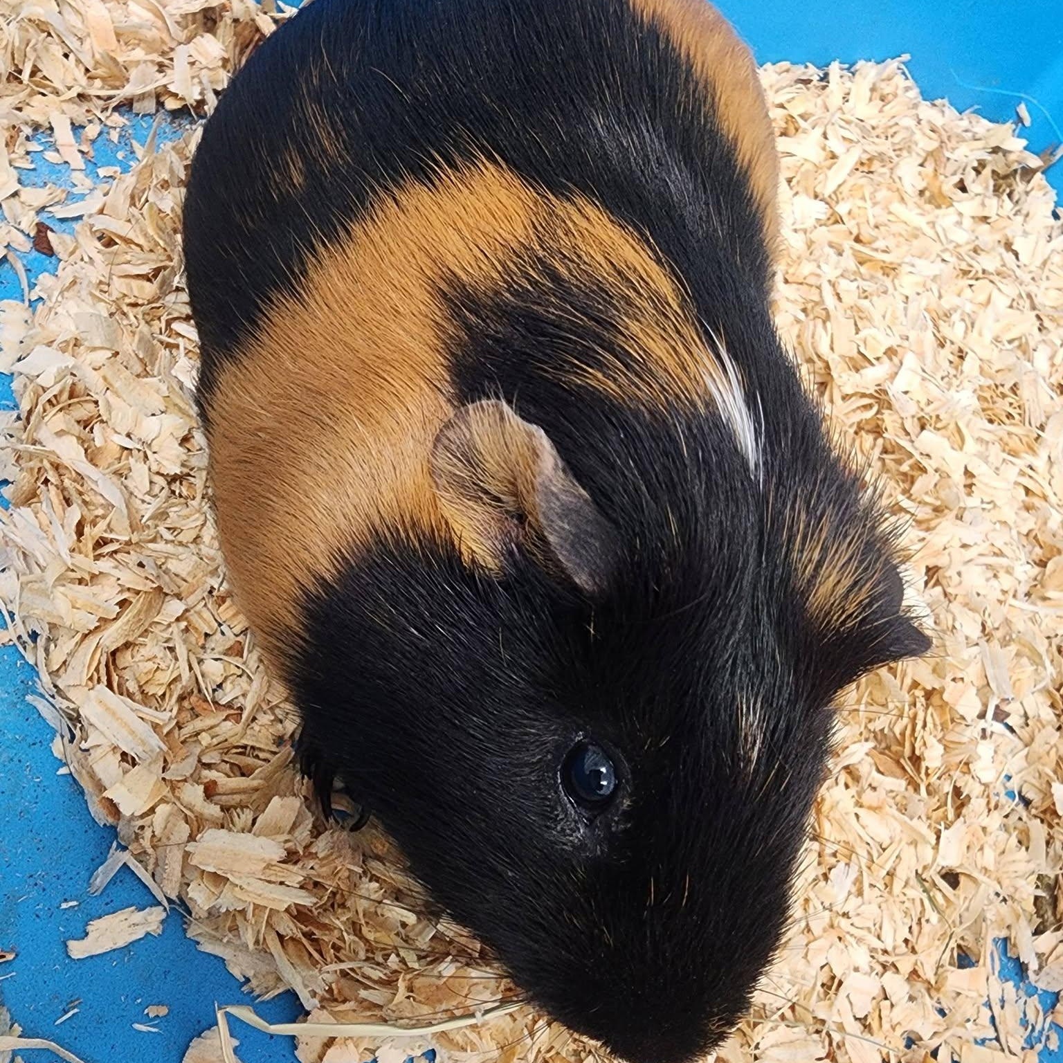 Aurthur, adopted, Adult Male Guinea Pig.