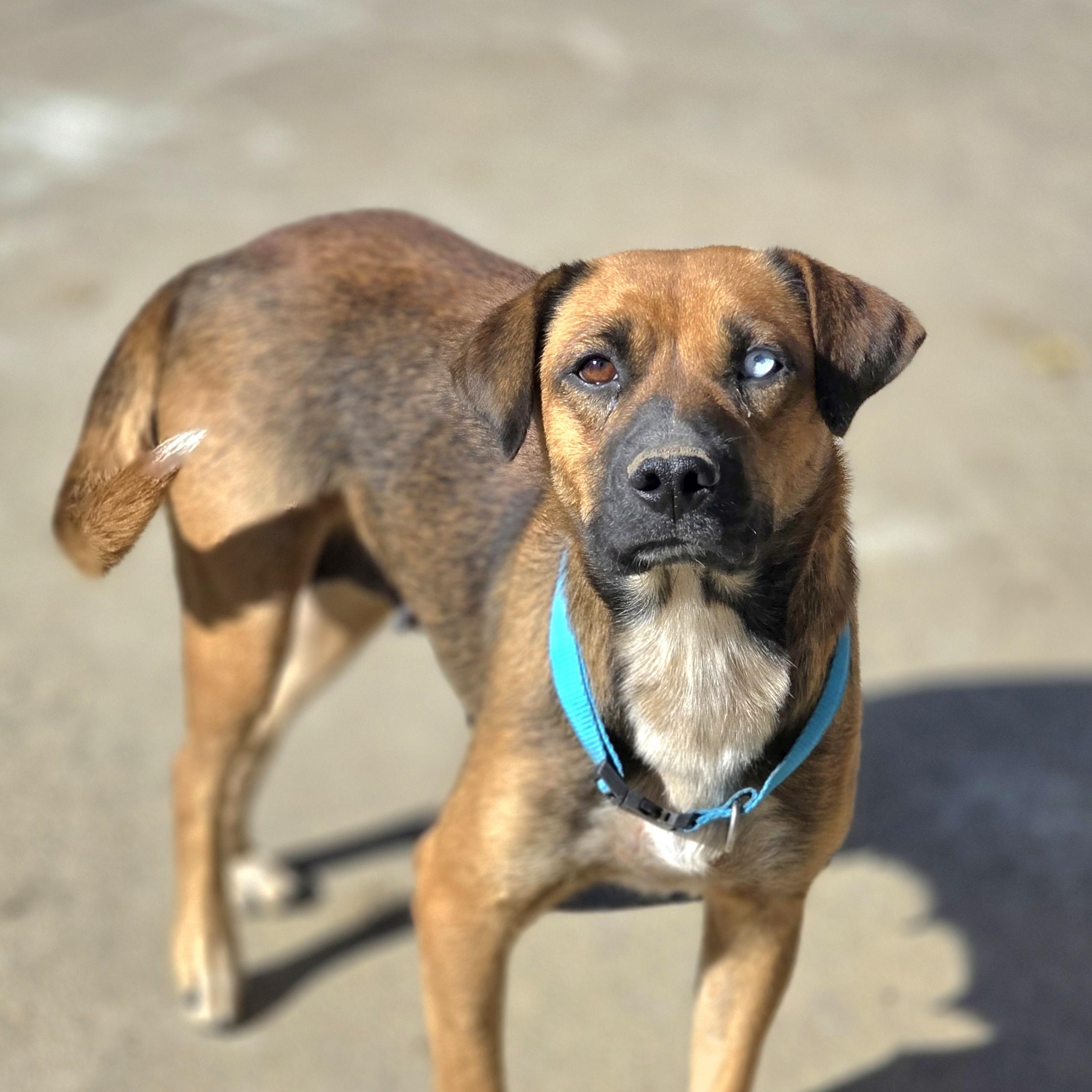 Hazel, Adoptable, Adult Female Australian Cattle Dog / Blue Heeler.